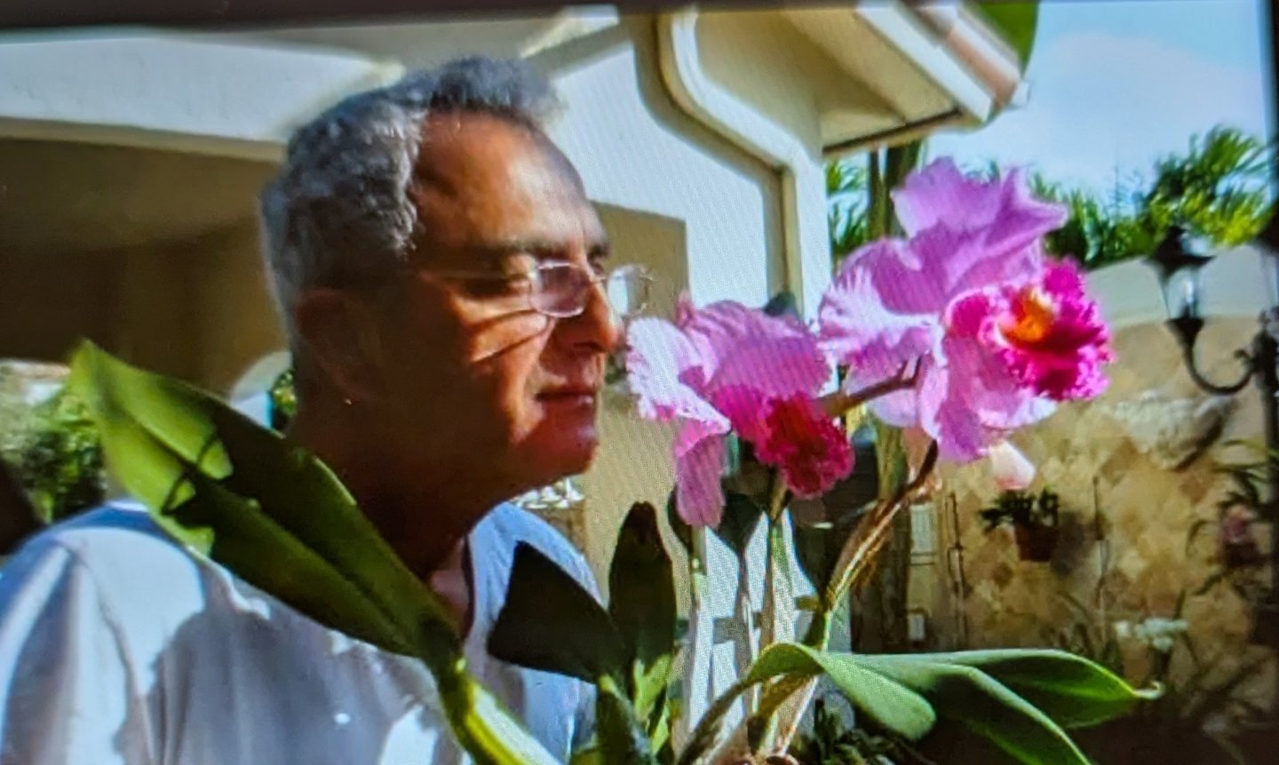 My dad smelling pink orchids